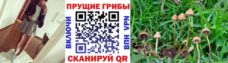 Галлюциногенные грибы Magic Shrooms  Дедовск 